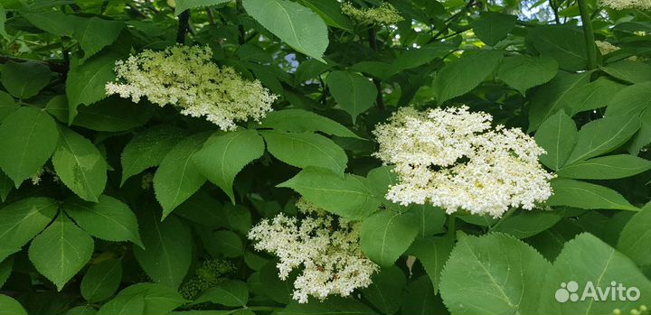 Бузина черная и красная