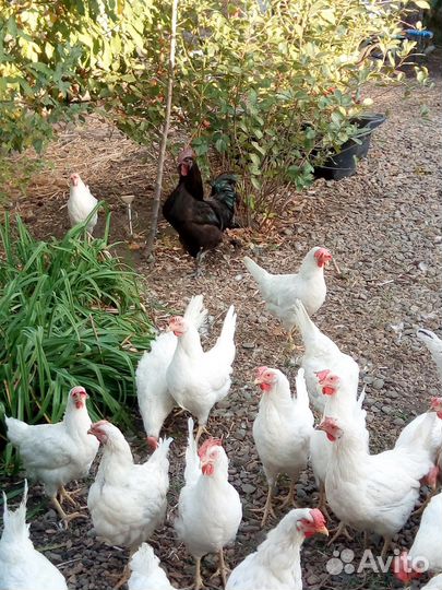Куры несушки домашние