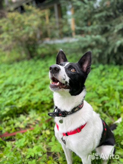 Собака в добрые руки руки