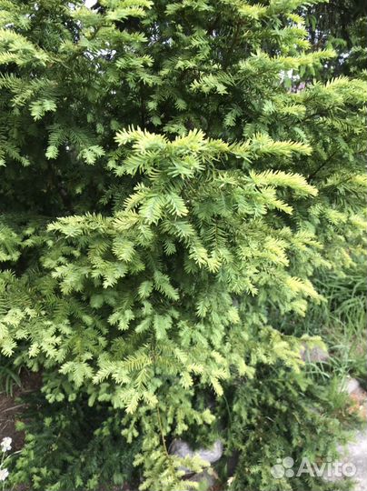 Тисс ягодный