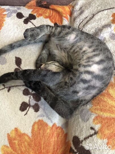 Котята донского сфинкса