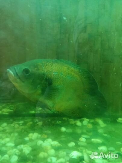 Остронотус- аквариумная рыба