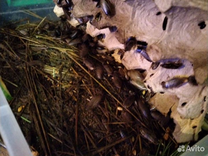 Кормовые тараканы