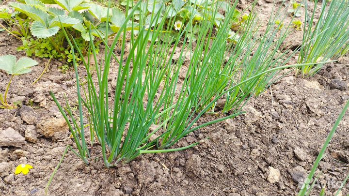 Лук многолетний (шнитт-лук)