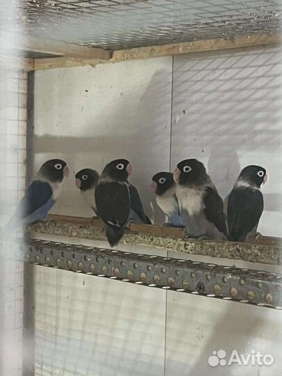 Попугай Неразлучники