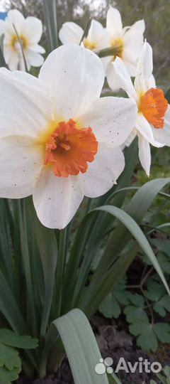 Луковицы тюльпанов, нарцысов ит.д