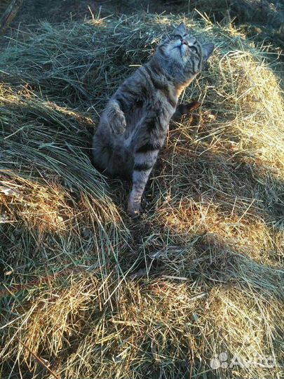 Кормовое Сено мешками