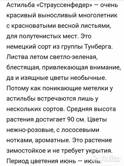 Астильба Страуссенфедер