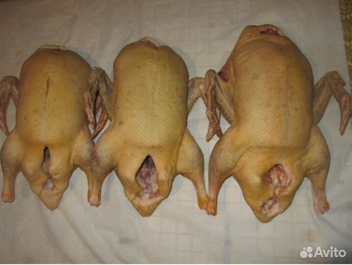 Мясо индоутки