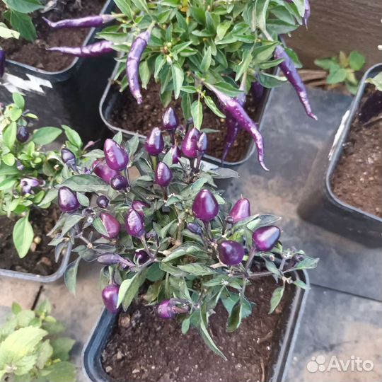 Острый перец, сорта разные