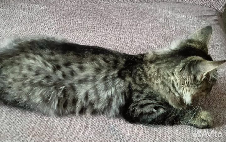 Отдам котенка в добрые руки