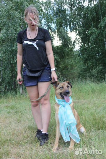 Собака в добрые руки, Кози