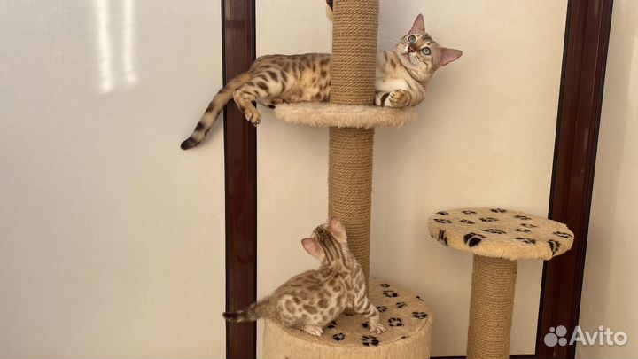 Бенгальские котята