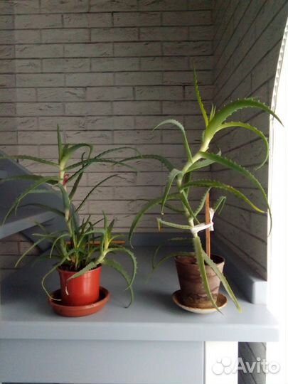 Глоксиния и другие комнатные цветы