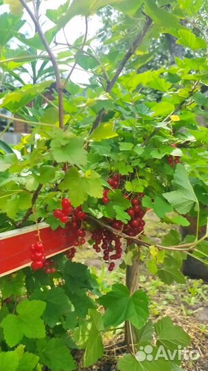 Красная смородина куст