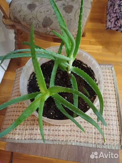 Алоэ лечебный