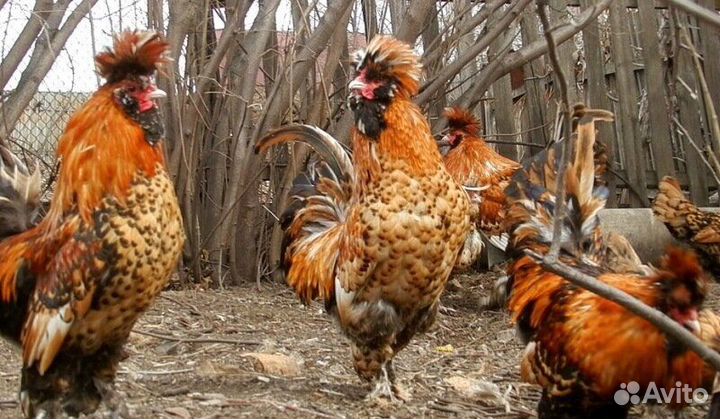 Инкубационное яйцо