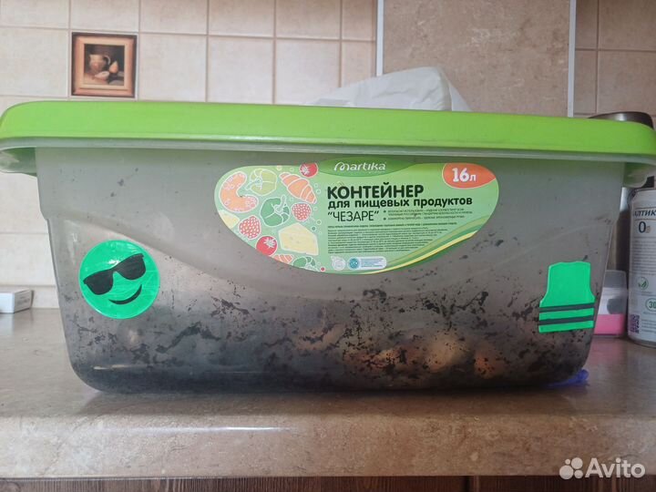 Улитки ахатины с контейнером