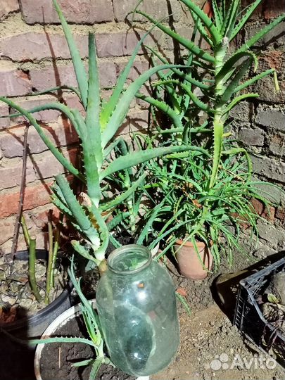 Алоэ, столетник, лечебный 3 - 10 лет (#Пишите #)