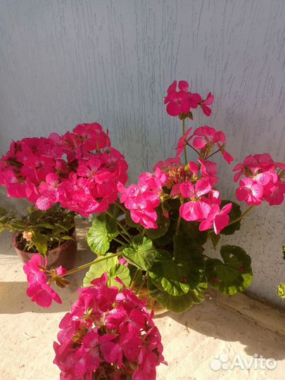 Пеларгонии и бегония на фото