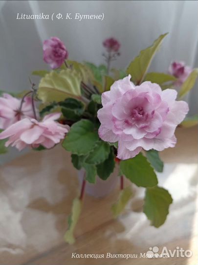 Продам излишки сортовых фиалок