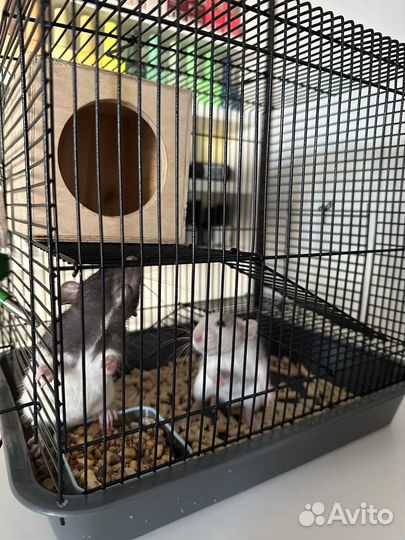 Продам крысят с клеткой и всем необходимым