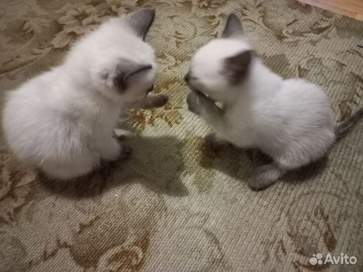 Котята 2 мальчика