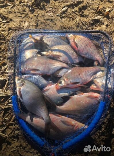 Голова подсака