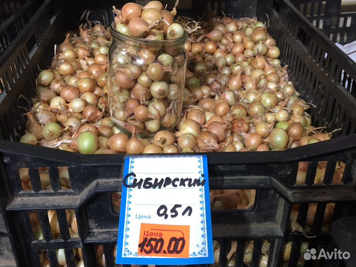 Лук севок Сибирский