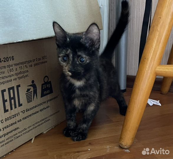 Котенок-черепашка ищет дом