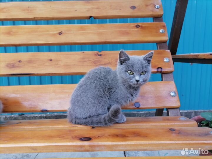 Кошка