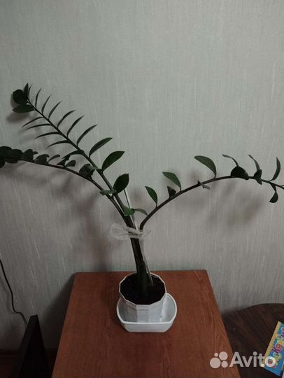 Замиокулькас