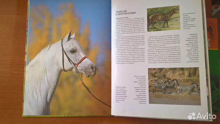 Книги о лошадях,альбом