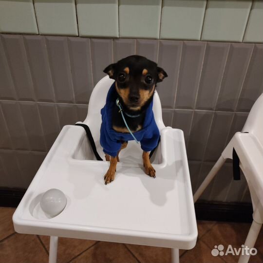 Вязка Мини той-терьер