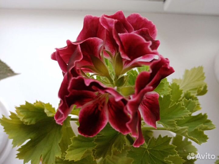 Герань пеларгония