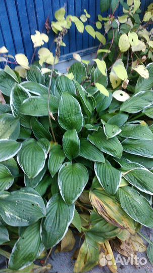 Ирисы, лилии, лилейники, бадан, хосты и другие