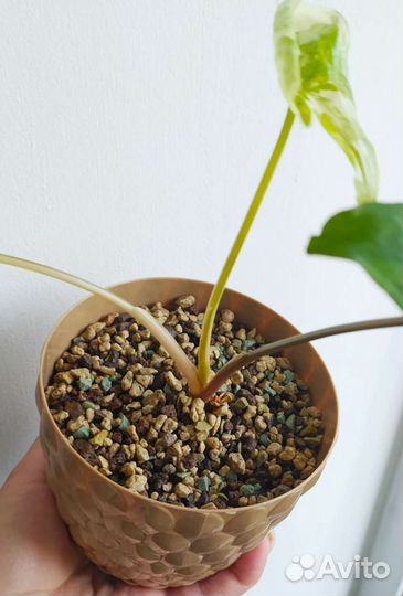 Lechuza pon фасовка