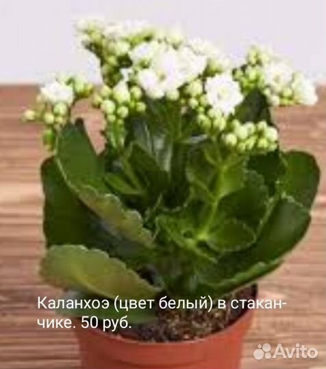 Комнатные цветы