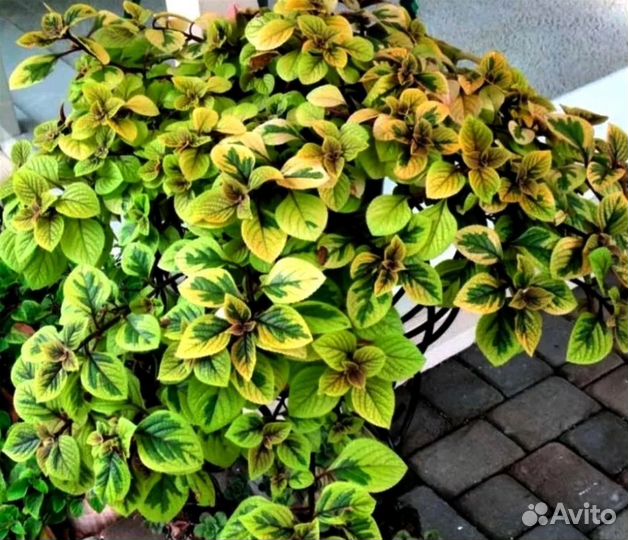 Плектрантус