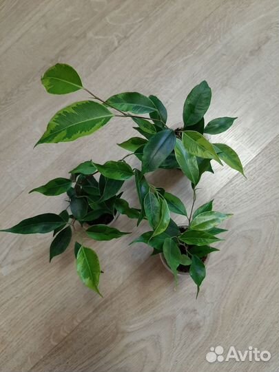Фикус бенджамина пестролистный