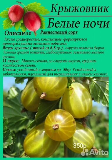 Крыжовник, актинидии