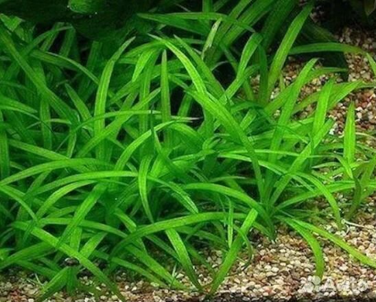 Растения для аквариума