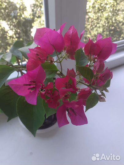 Бугенвиллия