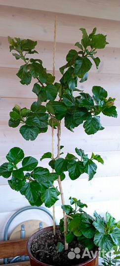 Сортовой гибискус