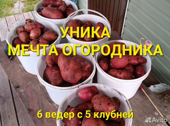 Картофель семенной Уника Сынок Шарвари пирошка