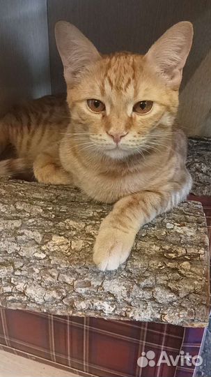 Передержка животных и выгул собак