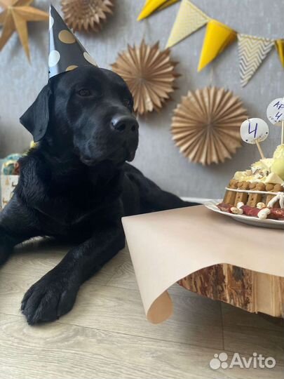 Вязка собак лабрадор ретривер