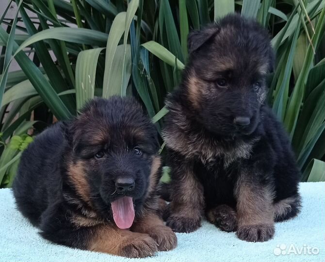 Немецкая овчарка длинношерстная