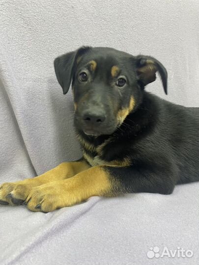 Щенок Дин в дар. Незамечаемый