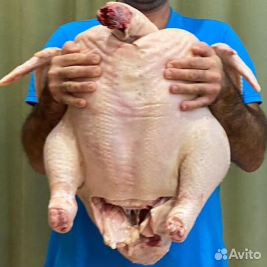 Индюшата подрощенные